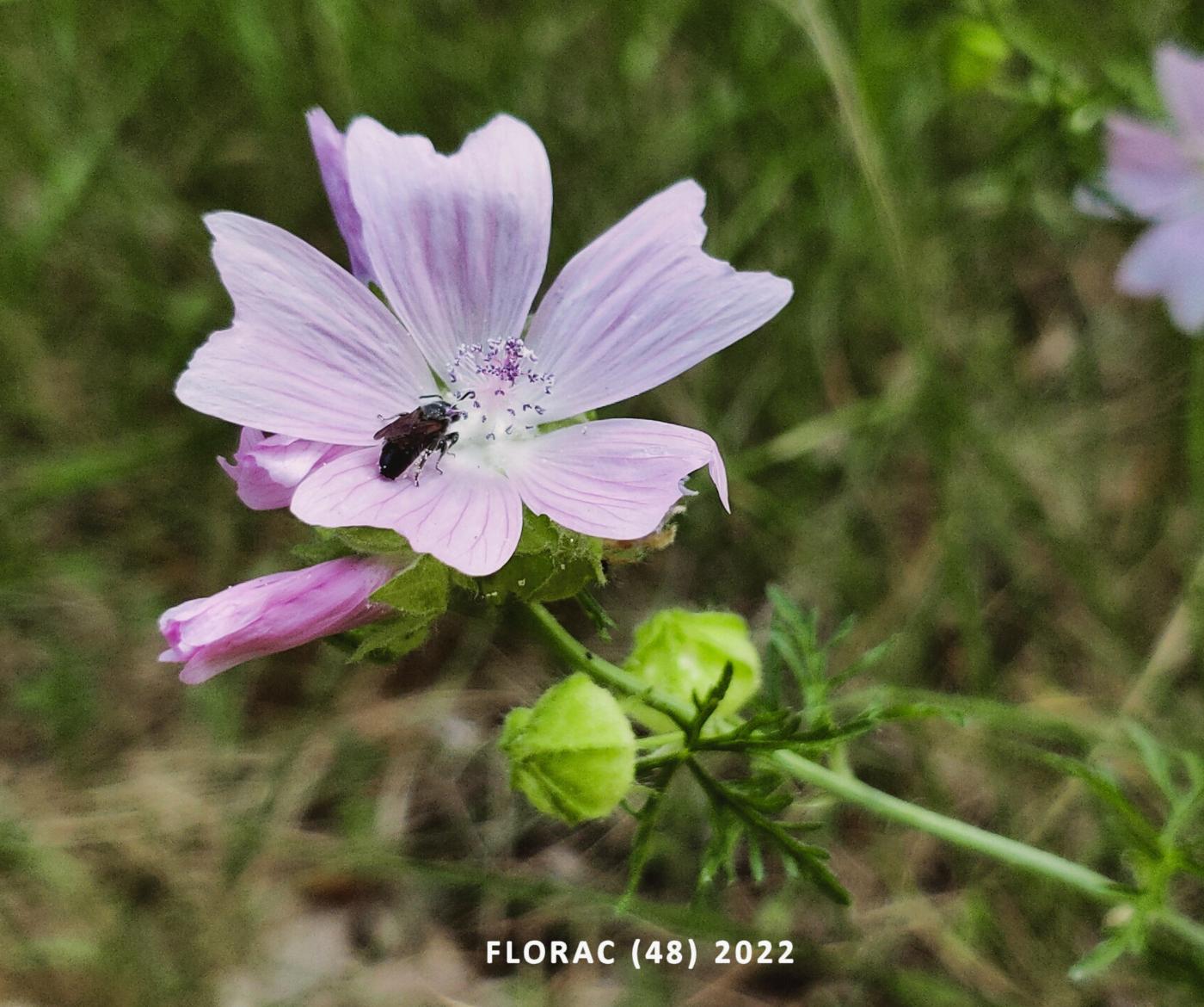 Mallow, Musk flower